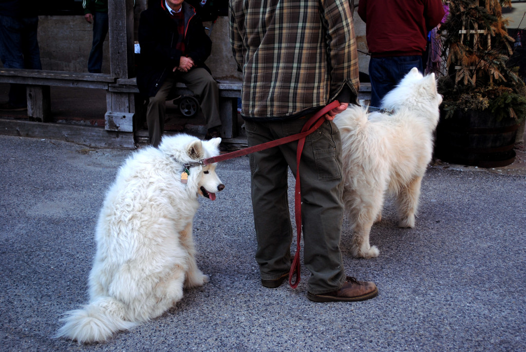 Dogs of Portland