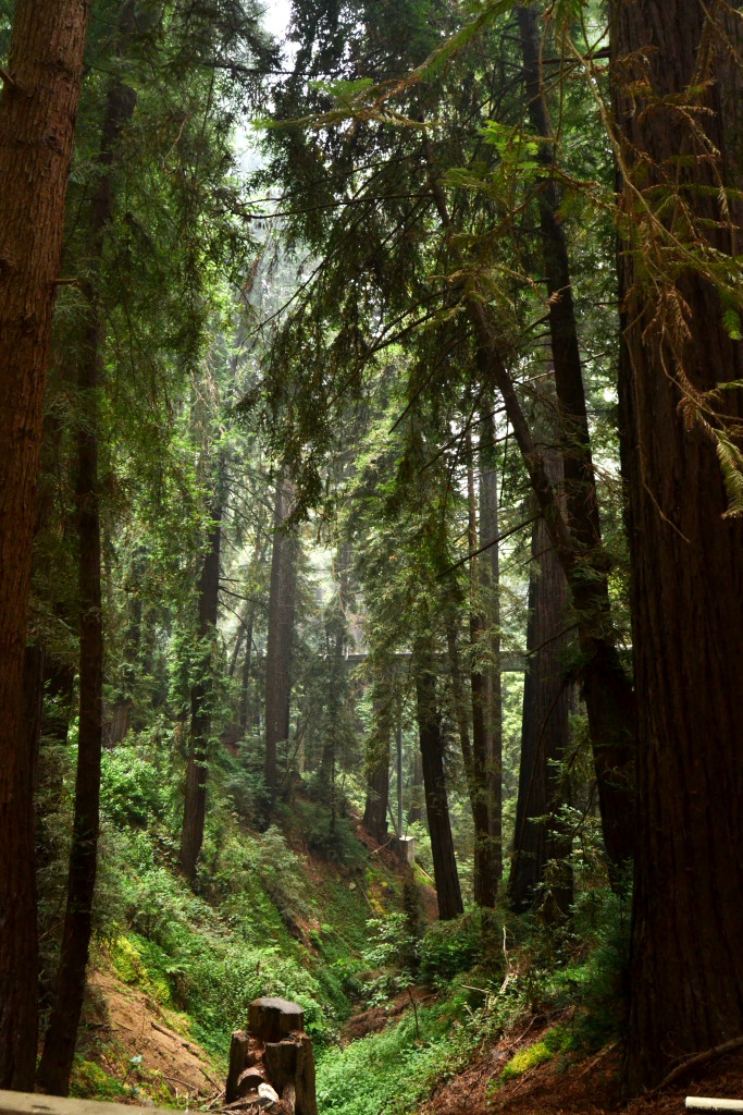 Big Sur trees