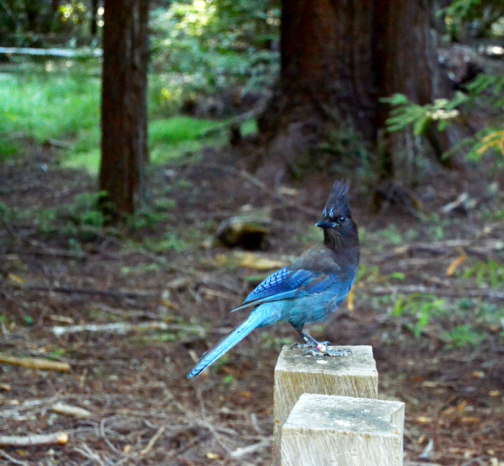 Blue Bird