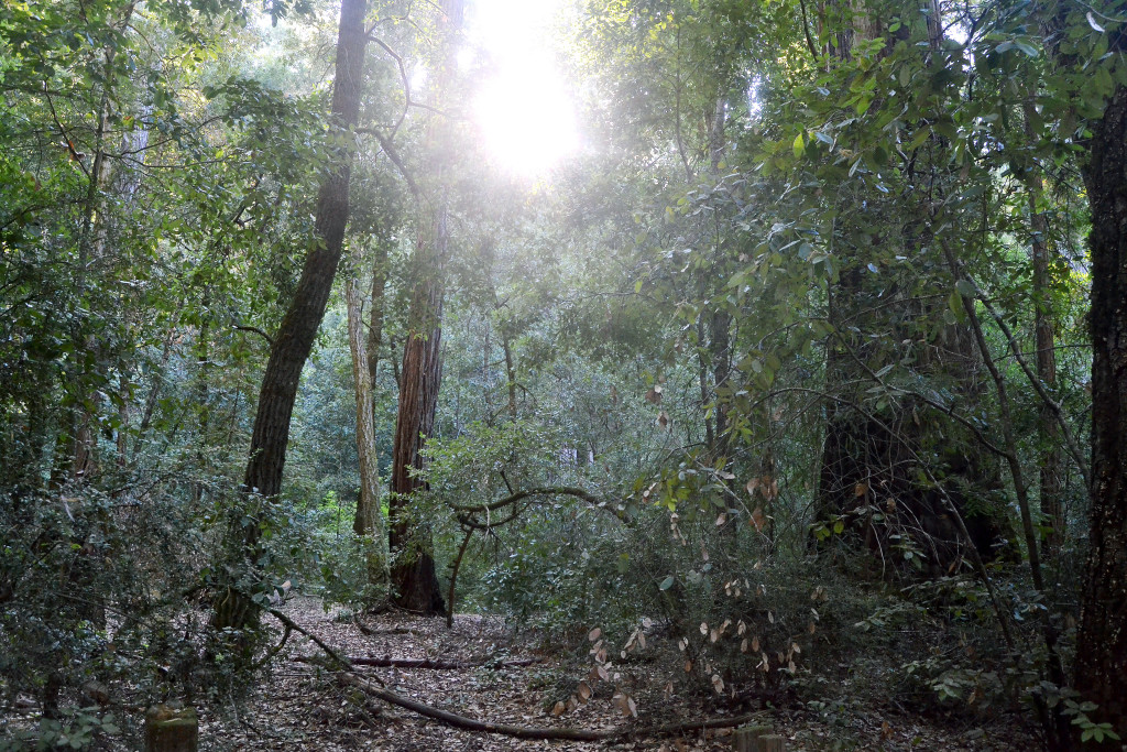 Red Wood Forest