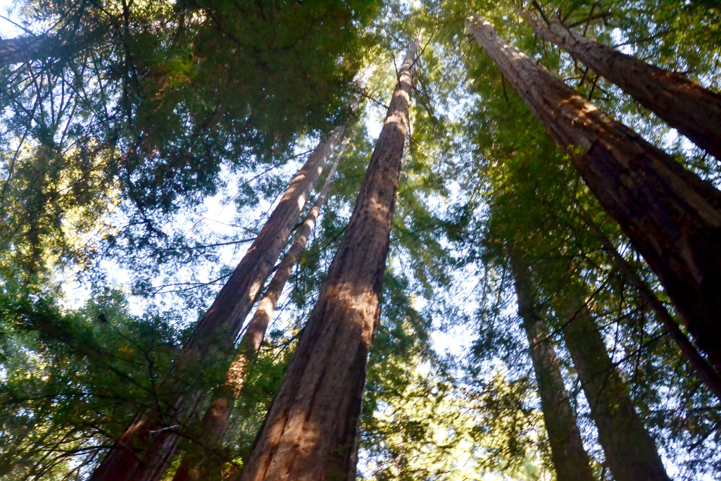 Redwood Forest