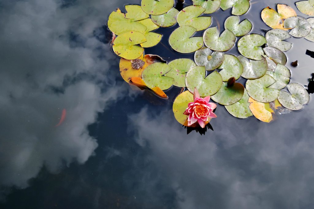 Lily Pad with pink flower at Oxford Botanical gardens